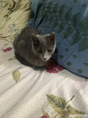 albastru de rusia, pisica de rasa, pretul este negociabil - imagine 3 albastru de rusia, pisica de rasa, pretul este negociabil - imagine 3