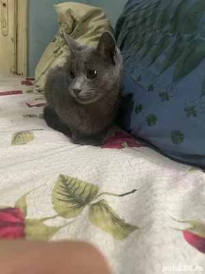 albastru de rusia, pisica de rasa, pretul este negociabil - imagine 2 albastru de rusia, pisica de rasa, pretul este negociabil - imagine 2