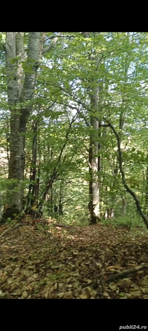 Vând padure + teren  - imagine 3 Vând padure + teren  - imagine 3