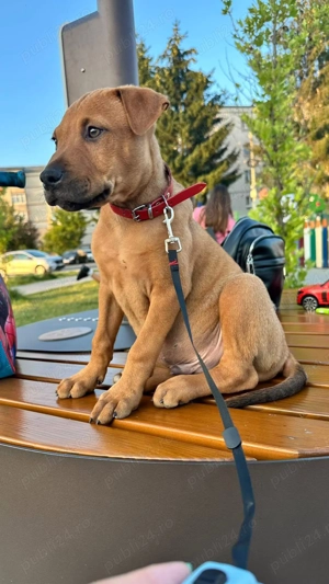 Amstaf cu canne Corso  - imagine 2 Amstaf cu canne Corso  - imagine 2