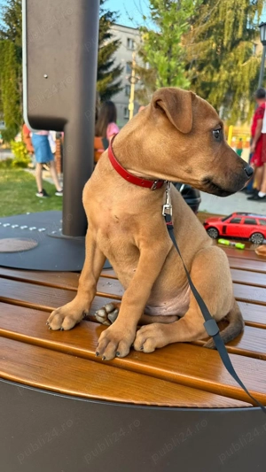 Amstaf cu canne Corso 