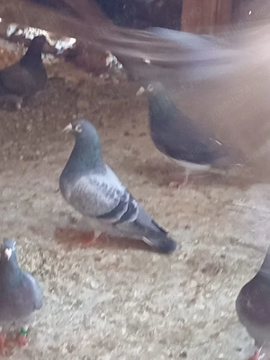 Vând voiajori straini