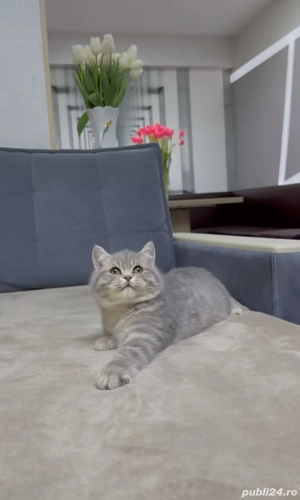 Silver tabby foarte jucăuș 