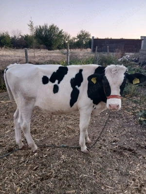 Vând viței 3000 lei buc.