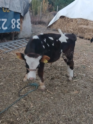 Vând viței 3000 lei buc. - imagine 2