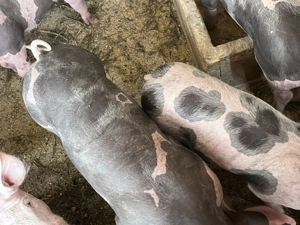 De vânzare porci de sămânță 2 scrofițe și un porc,pietrain metiș preț negociabil,detalii în privat 