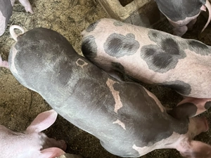 De vânzare porci de sămânță 2 scrofițe și un porc,pietrain metiș preț negociabil,detalii în privat  - imagine 2 De vânzare porci de sămânță 2 scrofițe și un porc,pietrain metiș preț negociabil,detalii în privat  - imagine 2