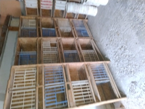 boxe porumbei  - imagine 2