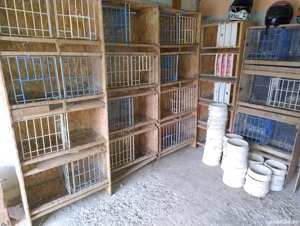 boxe porumbei  - imagine 3