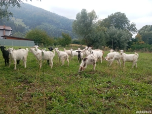 Iede de vânzare  - imagine 2