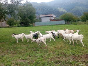 Iede de vânzare  - imagine 3