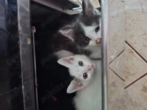 Motanei cauta Stapan iubitor! - imagine 3