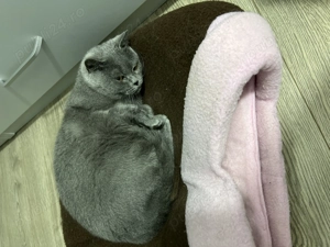 Vând femela british shorthair cu accesorii bonus  - imagine 5