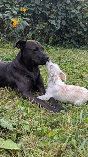 Donez cățel metis  - imagine 2