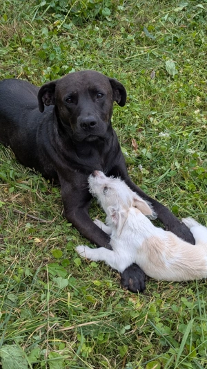 Donez cățel metis  - imagine 3