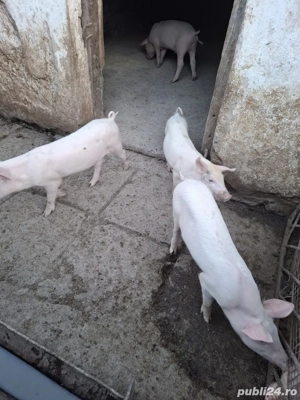 Vând purcei  - imagine 3