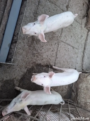 Vând purcei  - imagine 2
