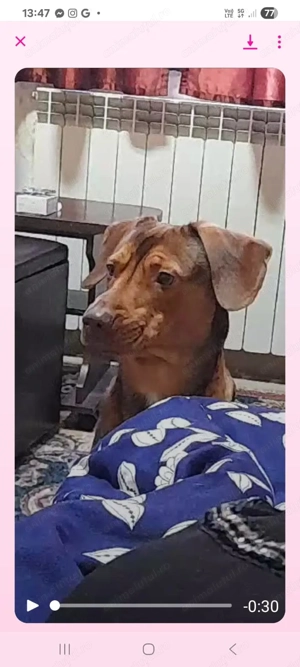 DONEZ CATEL frumos si cuminte - imagine 2