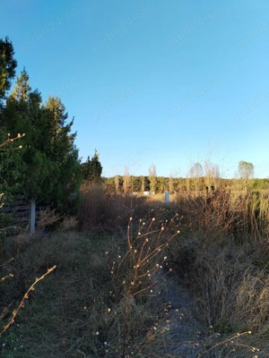 Ciolpani, spre Izvorani - COR, vanzare teren 5000mp. - imagine 8