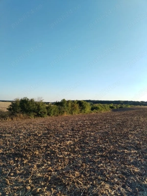 Ciolpani, spre Izvorani - COR, vanzare teren 5000mp. - imagine 9