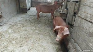 purcelușe duroc 40 -50 kg