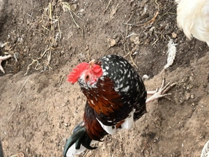 Cocosi americani cantareti - imagine 2 Cocosi americani cantareti - imagine 2