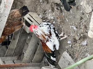 Cocosi americani cantareti