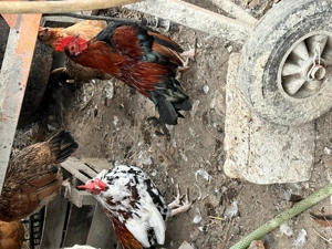 Cocosi americani cantareti - imagine 5 Cocosi americani cantareti - imagine 5