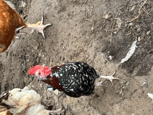 Cocosi americani cantareti - imagine 3 Cocosi americani cantareti - imagine 3