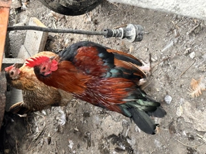 Cocosi americani cantareti - imagine 4 Cocosi americani cantareti - imagine 4