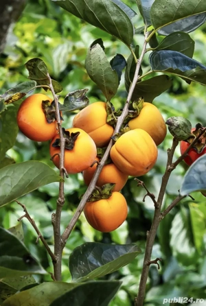 munca in spania la kaki