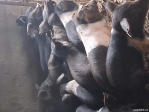 Purcei bazna  - imagine 3