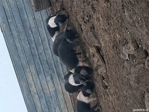 Purcei bazna  - imagine 2