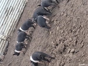 Purcei bazna  - imagine 5