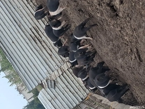 Purcei bazna  - imagine 4