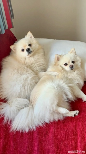 pui pomeranian alb - imagine 5