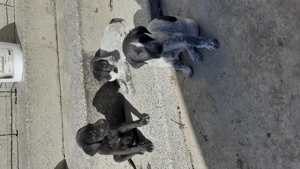 Catei spre adoptie - imagine 2 Catei spre adoptie - imagine 2