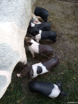 Vând scroafă fătată de la 1 septembrie cu 9 purcei bazna, 4500 lei - imagine 4 Vând scroafă fătată de la 1 septembrie cu 9 purcei bazna, 4500 lei - imagine 4