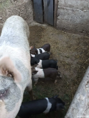Vând scroafă fătată de la 1 septembrie cu 9 purcei bazna, 4500 lei - imagine 3 Vând scroafă fătată de la 1 septembrie cu 9 purcei bazna, 4500 lei - imagine 3