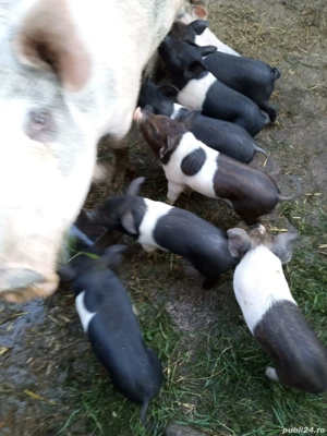 Vând scroafă fătată de la 1 septembrie cu 9 purcei bazna, 4500 lei - imagine 2 Vând scroafă fătată de la 1 septembrie cu 9 purcei bazna, 4500 lei - imagine 2