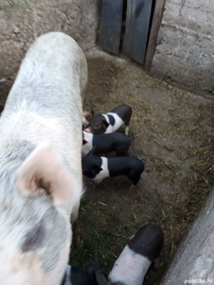 Vând scroafă fătată de la 1 septembrie cu 9 purcei bazna, 4500 lei - imagine 5 Vând scroafă fătată de la 1 septembrie cu 9 purcei bazna, 4500 lei - imagine 5