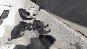 Catei spre adoptie - imagine 3 Catei spre adoptie - imagine 3