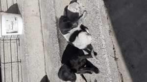 Catei spre adoptie - imagine 4 Catei spre adoptie - imagine 4