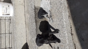 Catei spre adoptie - imagine 5 Catei spre adoptie - imagine 5