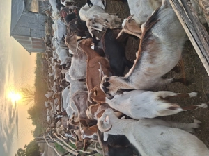 Vând  capre  și  fân  - imagine 2