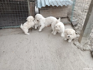 căței Bichon  - imagine 2 căței Bichon  - imagine 2