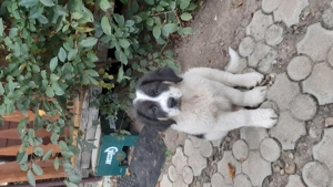 Catel Ciobanesc de Bucovina