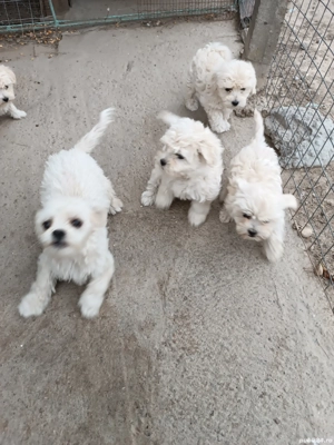 căței Bichon  - imagine 3 căței Bichon  - imagine 3