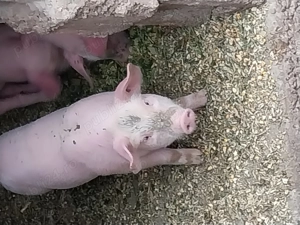 Vand purcei 8 saptamani - imagine 3