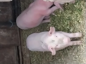 Vand purcei 8 saptamani